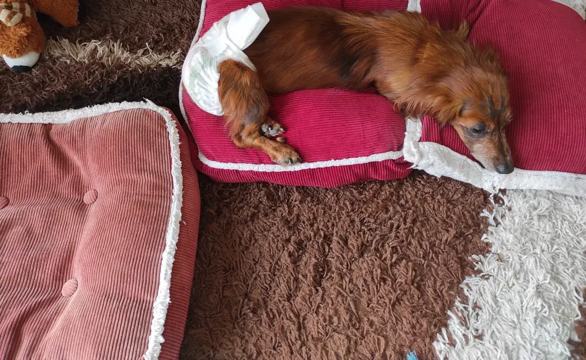 Estas razas son más propensas a desarrollar incontinencia urinaria: pastores alemanes, rottweilers, dóberman, pastores ingleses, dálmatas, collies y boxers. 