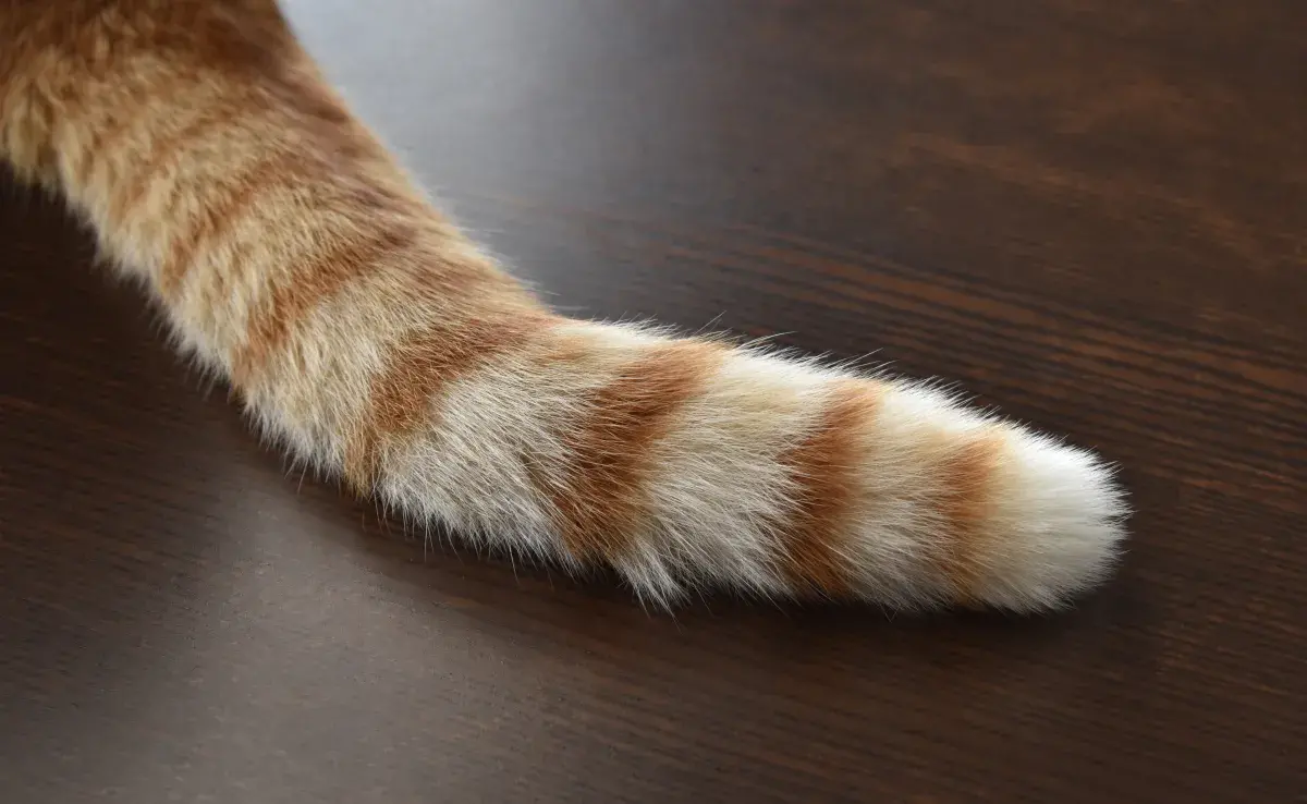 Recuerda que los gatos tienen un umbral del dolor bastante amplio