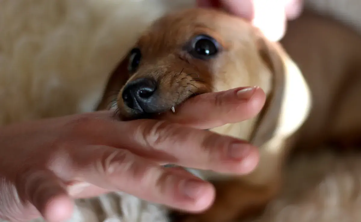La edad en la que les deben de salir los dientes a los perros es a partir de los 15 días de nacido