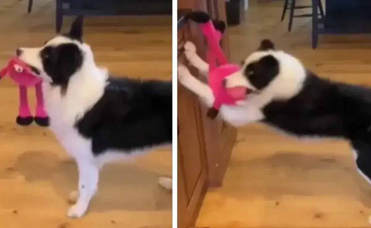 Border Collie no resiste y se divierte mucho al escuchar “Who Let The Dogs Out”