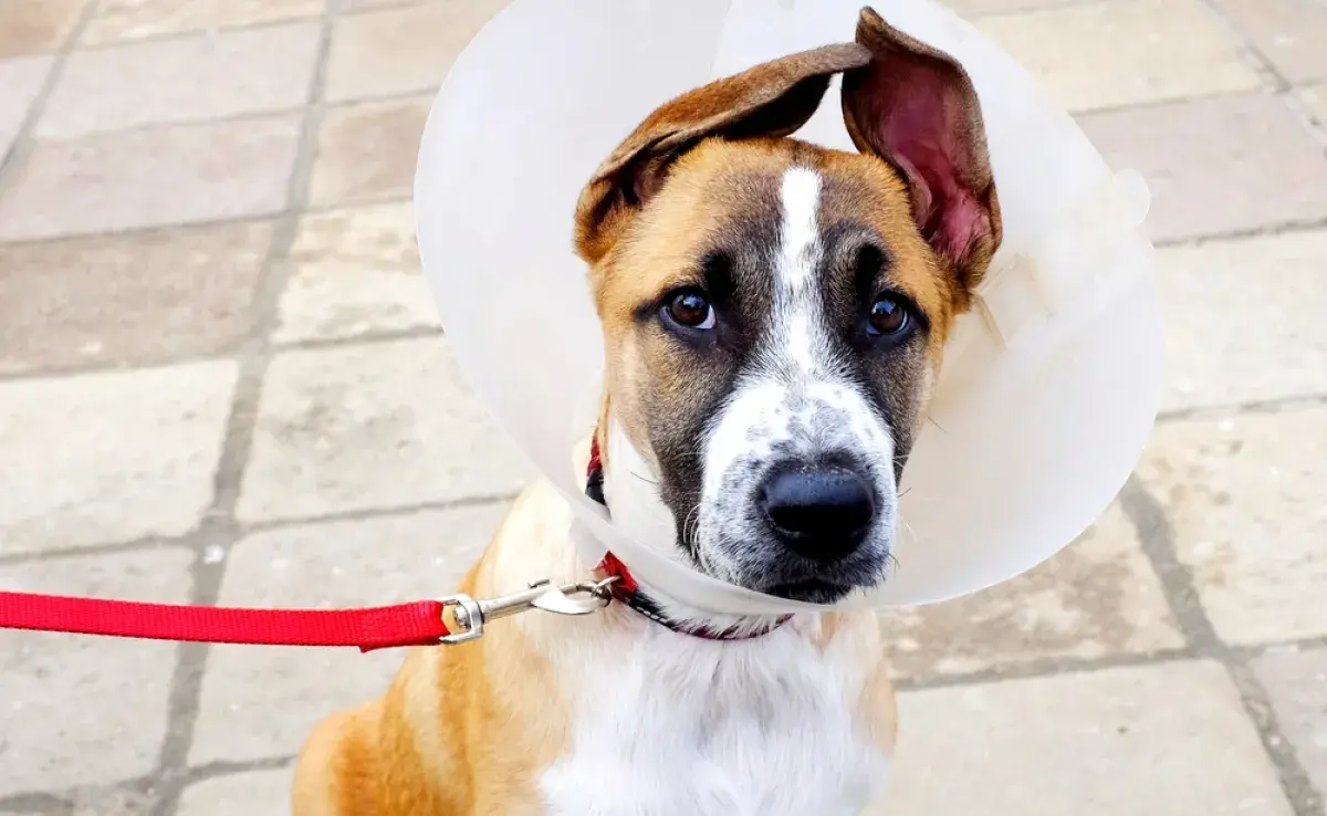 Cuánto tiempo después de ser castrado el perro se queda más tranquilo puede depender de algunos factores