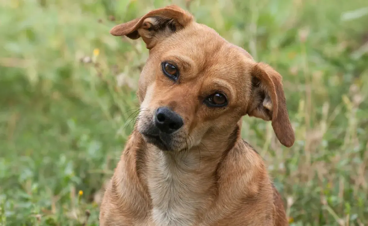 Los perros entienden lo que dicen los humanos por el lenguaje corporal, el tono de voz y la familiaridad con el idioma