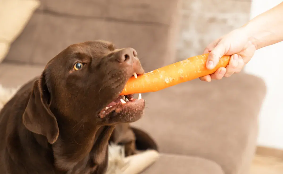 La zanahoria para perro es una hortaliza rica en nutrientes importantes para la salud del animal