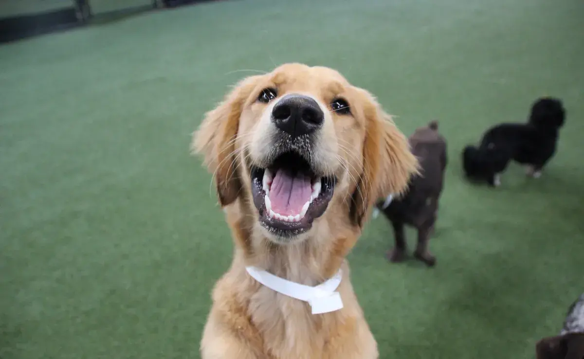 Una buena guardería de perros debe tener profesionales capacitados, ser segura y espaciosa