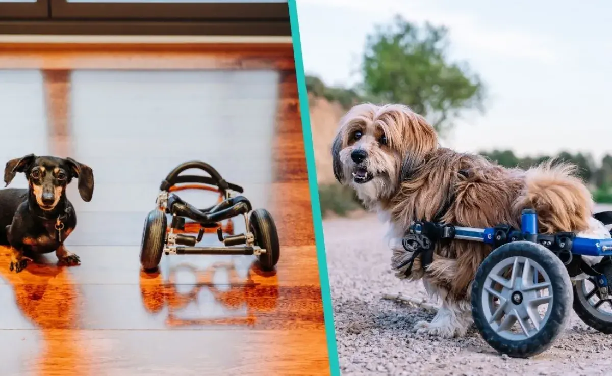 Un perro puede vivir feliz, aun si le falta alguna extremidad.