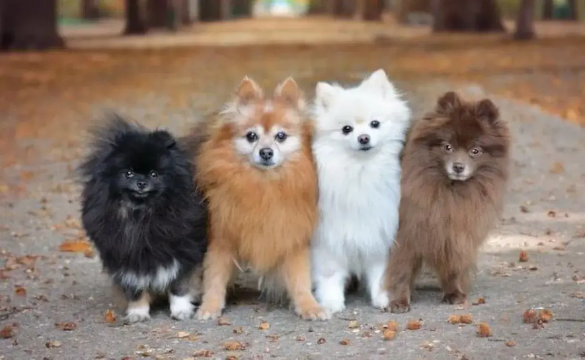 Solo existe una sola raza de pomerania