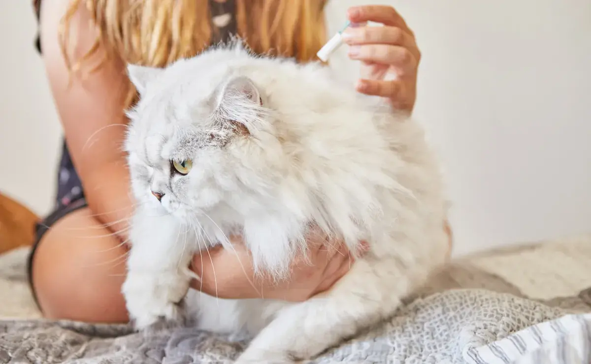 Elegir la medicina adecuada para tu mascota implica buscar orientación de un veterinario