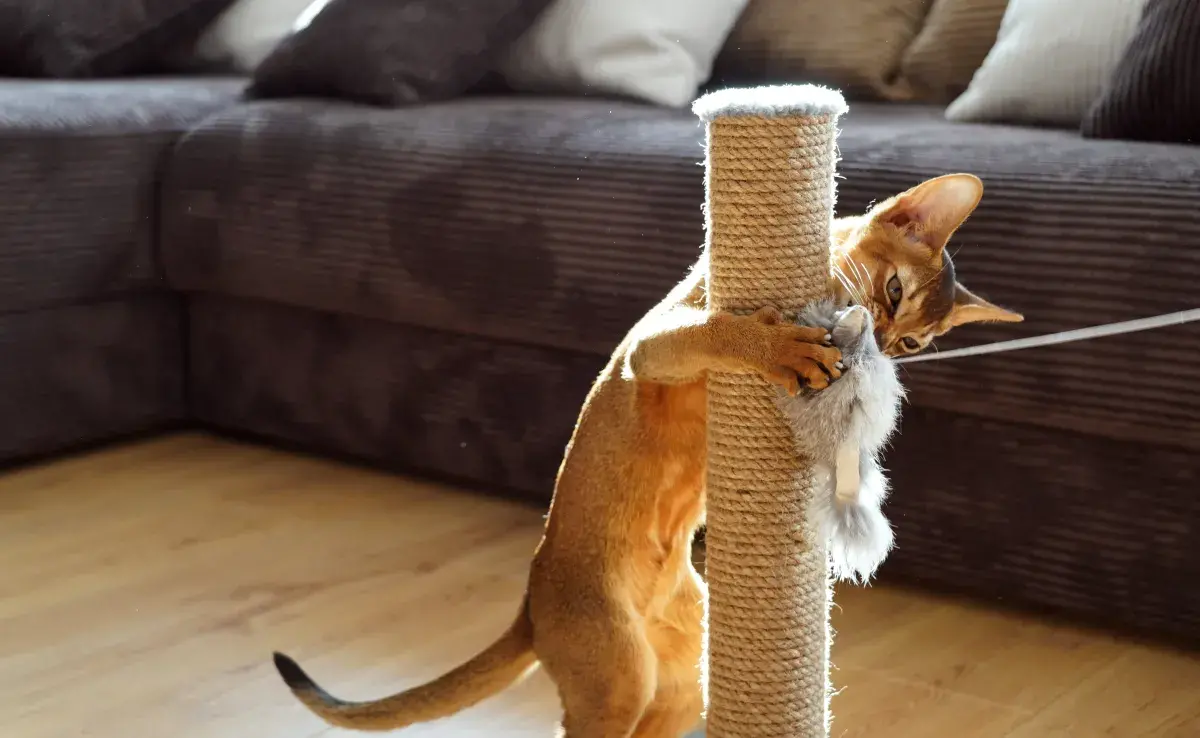 Los gimnasios para gatos pueden ser cualquier cosa en la que puedan hacer actividad física
