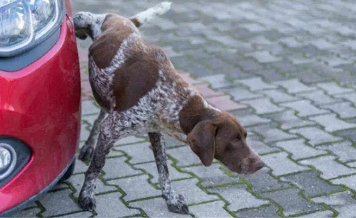 Los perros hacen pipí en las llantas para marcar territorio|  Imagen obtenida de Getty