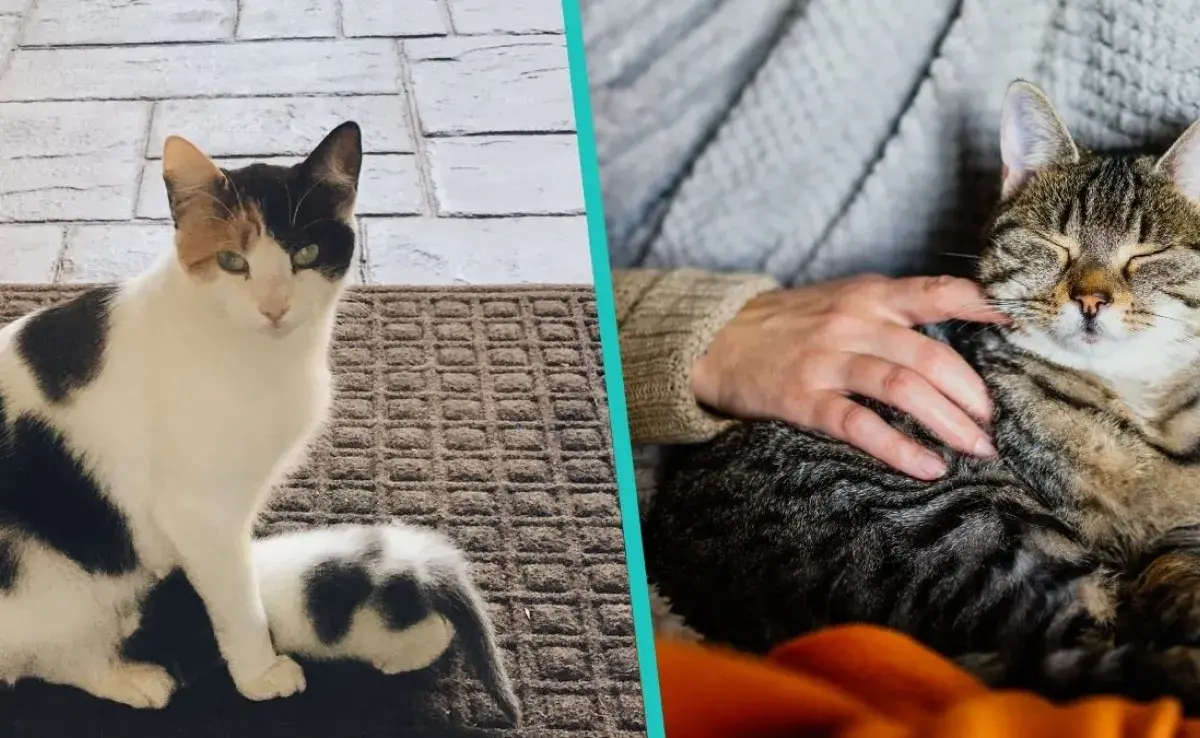 Los gatos tienen más de 10 formas para decirnos que somos sus madres o padres