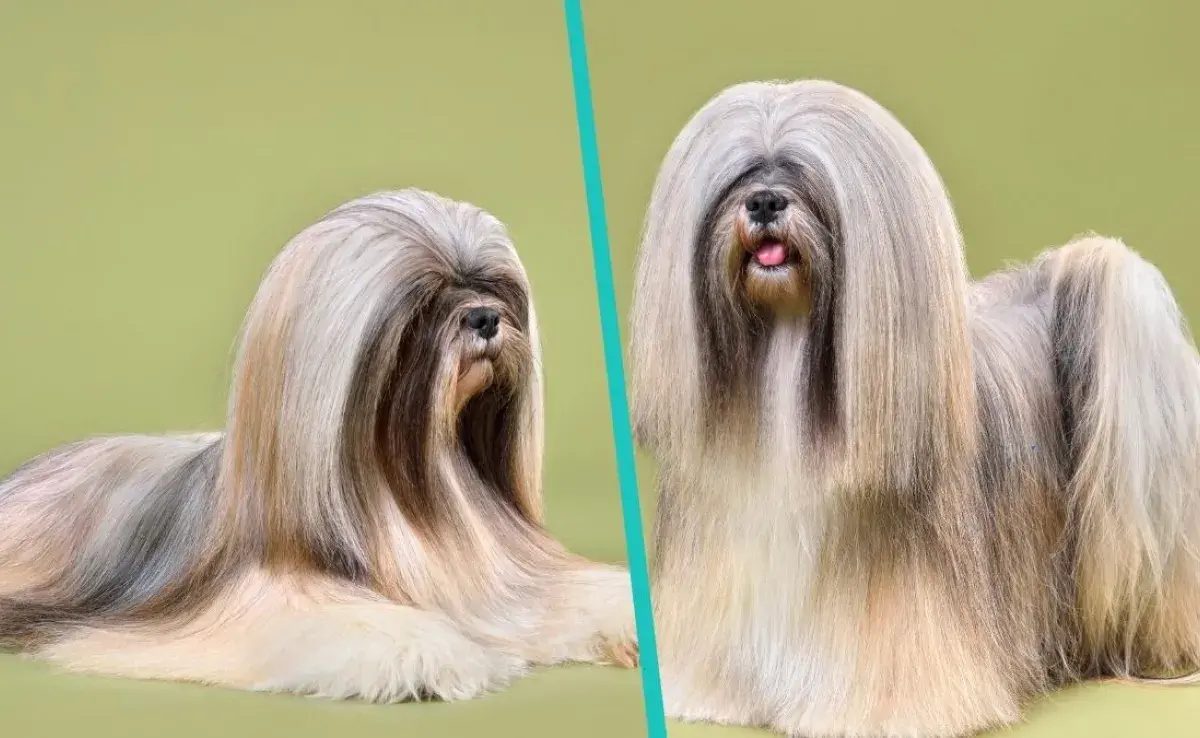 perro tibetano