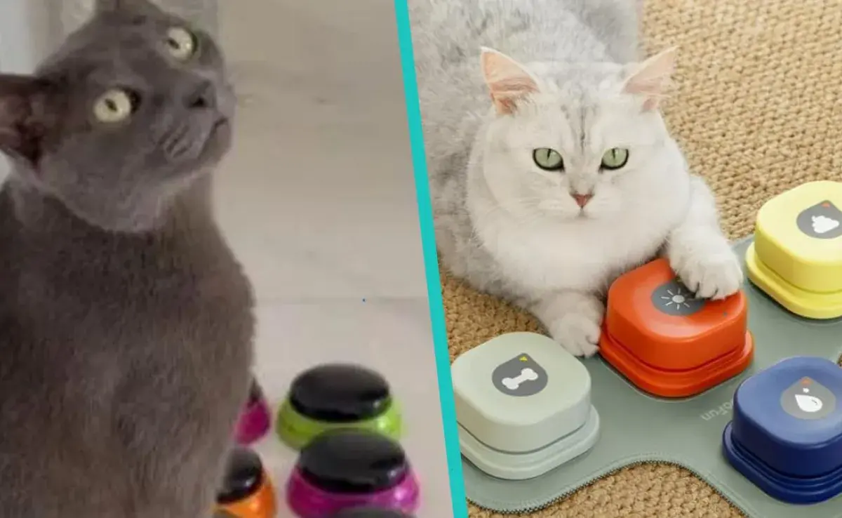 el tutor registra con sus propias palabras de voz que son reconocidas por perros o gatos, tales como el jugar, el paseo y la comida.