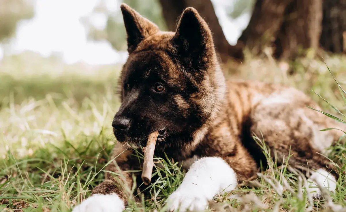El Akita Americano es una raza ideal para crecer en una familia cálida y amorosa