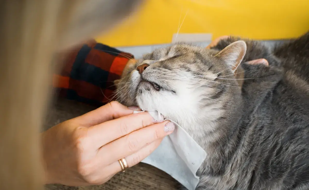 El baño en seco para gatos ayuda a evitarle estrés