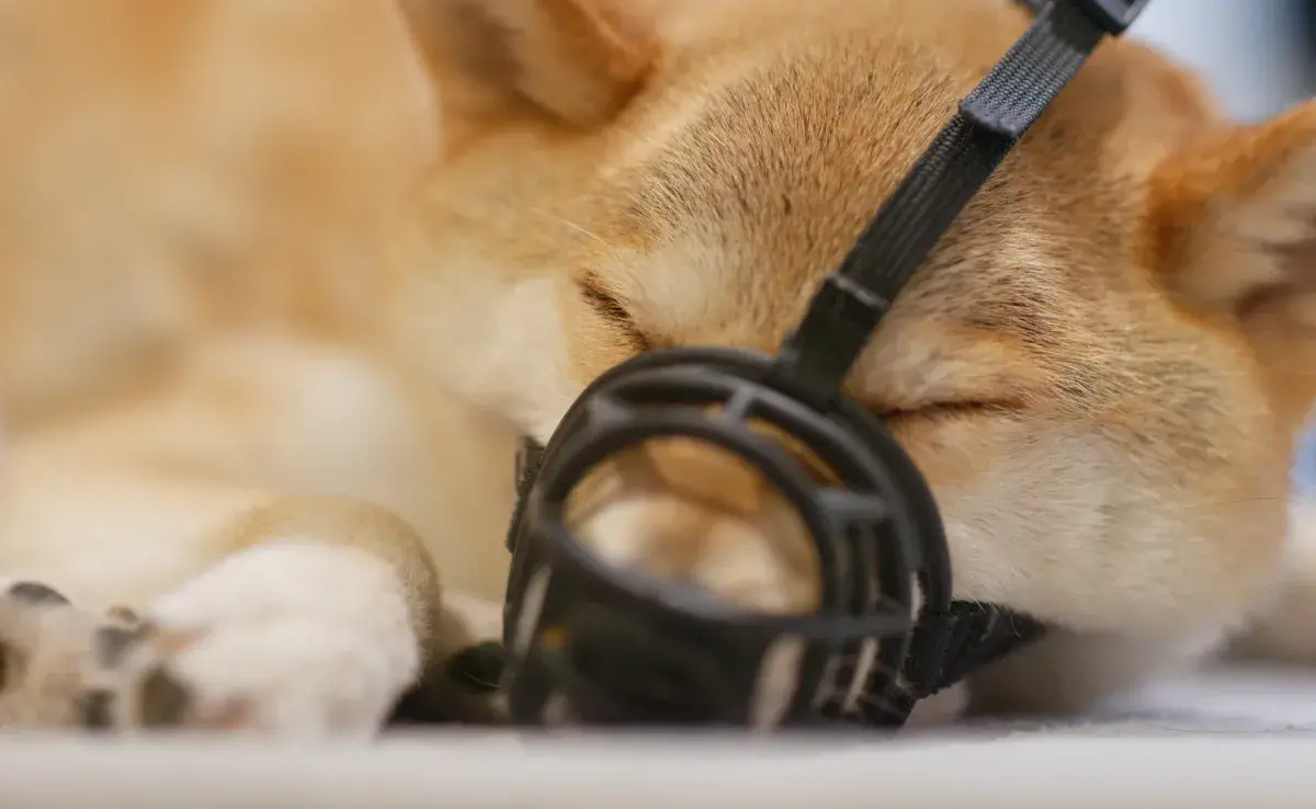 Guía para hacer que tu perro use su bozal