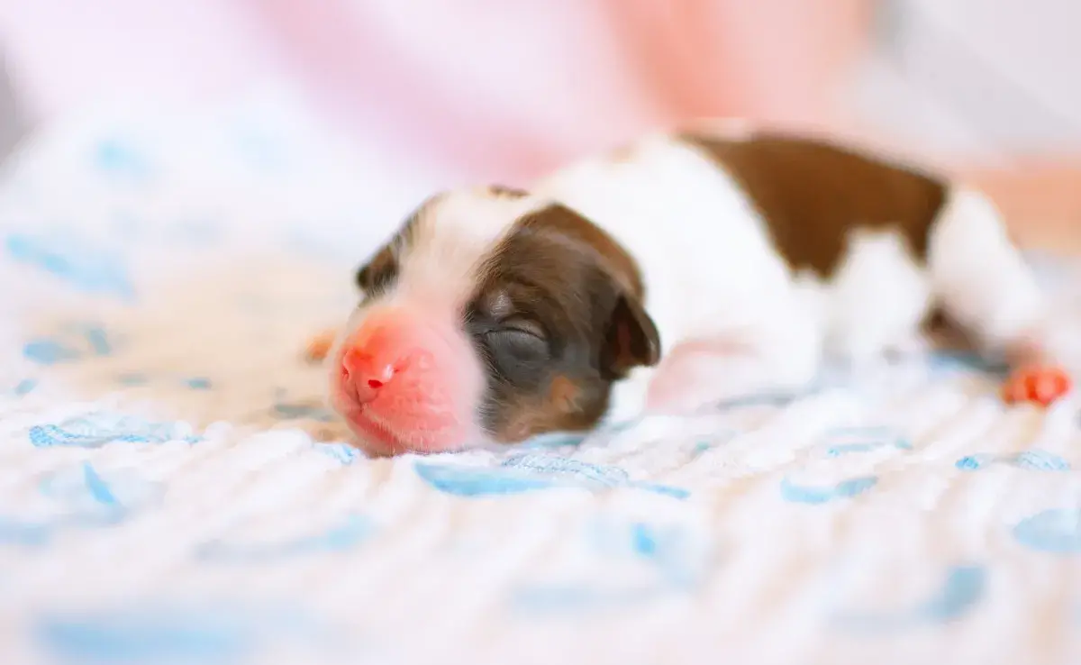 Los cachorros abren sus ojos en los primeros 10 a 14 días de nacidos