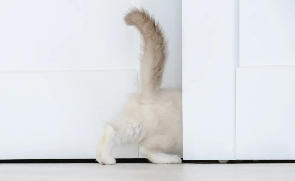 La expresión favorita es que tu gatito mantenga su colita recta en 90°