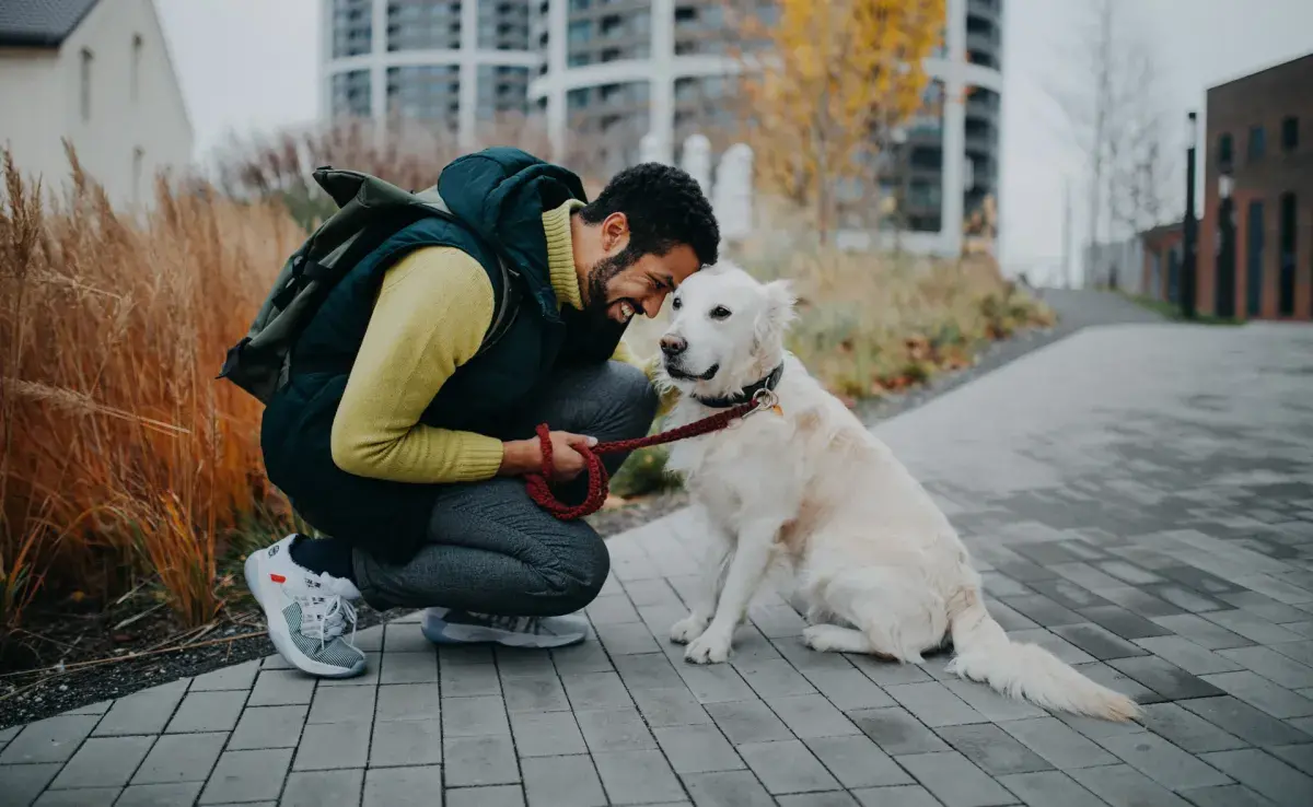 Ten en cuenta la comodidad de tu perrito con cualquiera de los candidatos