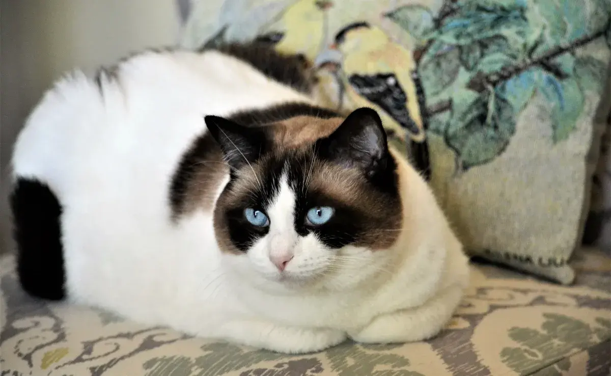 El tratamiento para tratar la obesidad felina estará basado en la salud de tu gato.