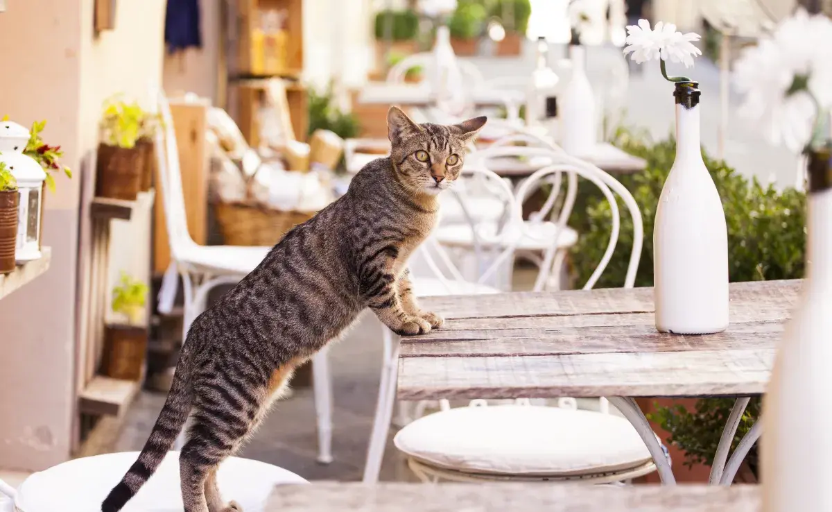 El gato romano es el ancestro del gato doméstico que conocemos hoy en día