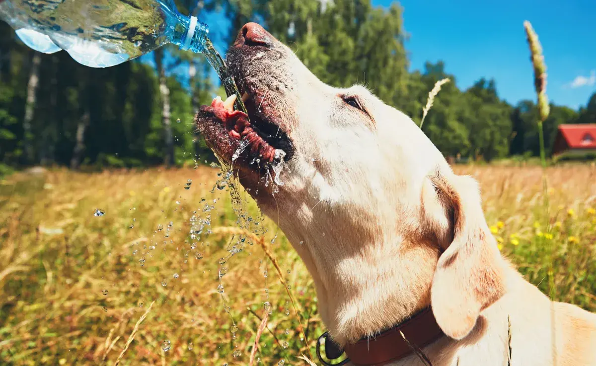 La temperatura normal de un perro varía entre 38º C y 39.3º C