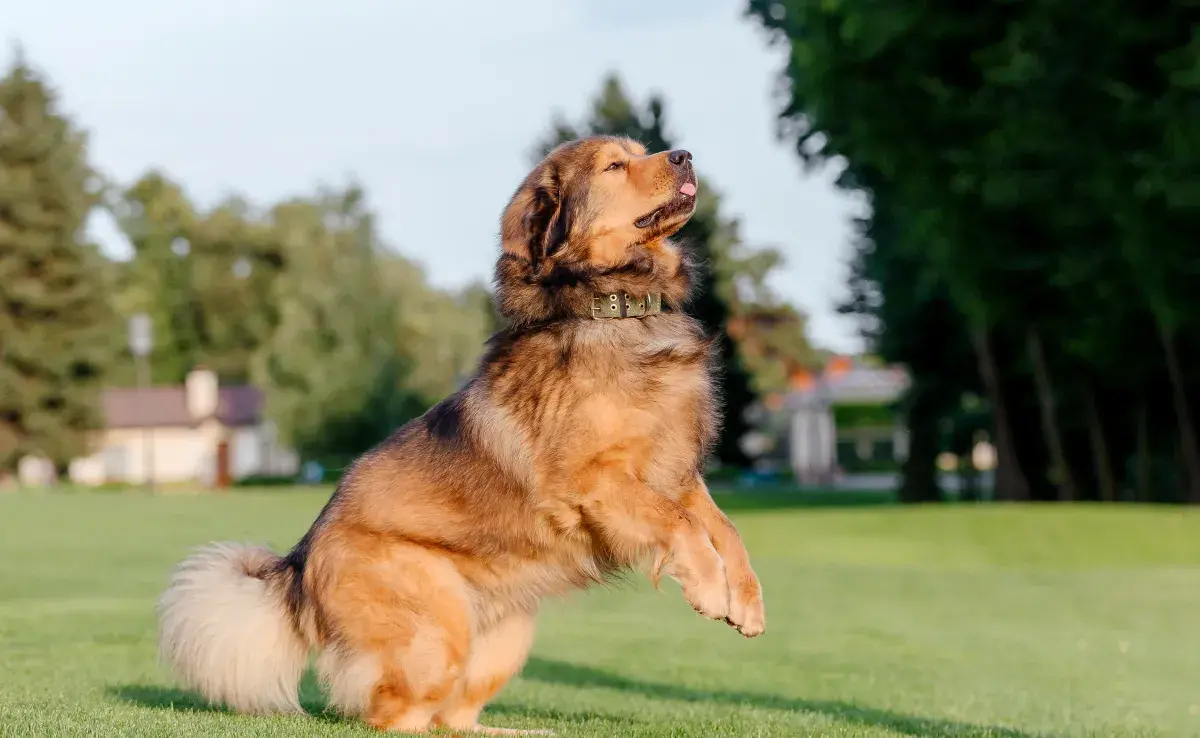 El perro más caro del mundo es el Mastiff Tibetano