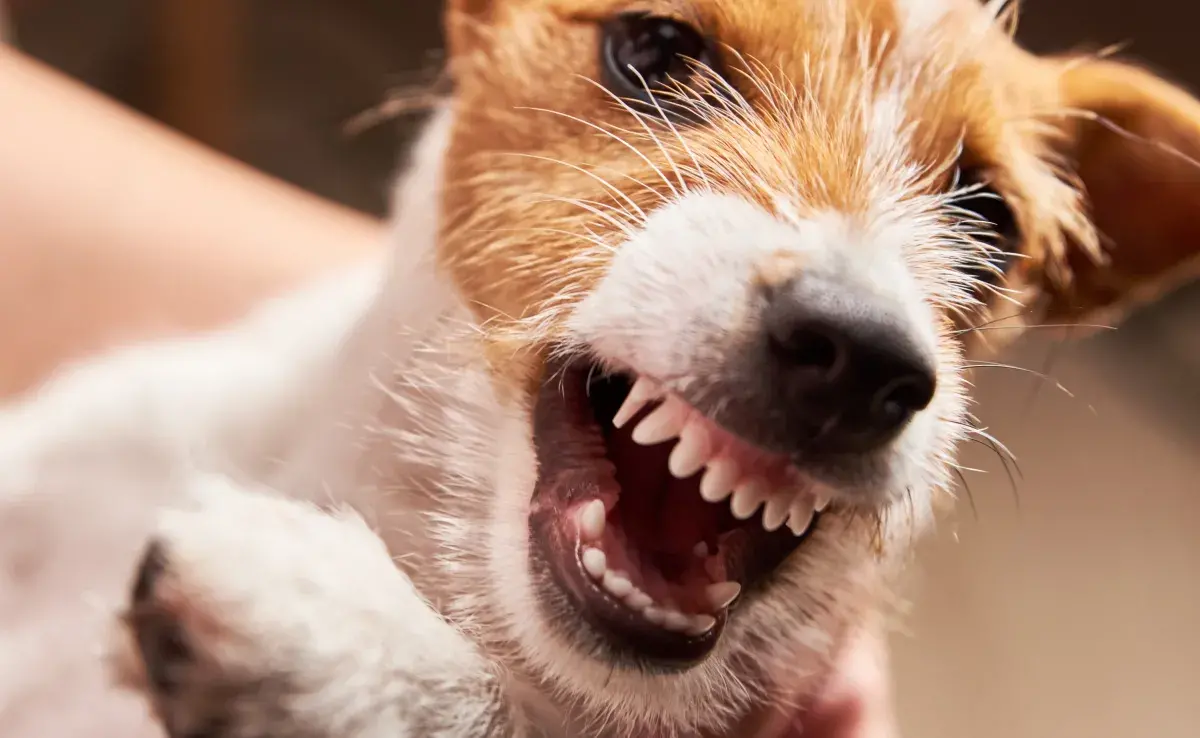 La rabia en perros no tiene cura