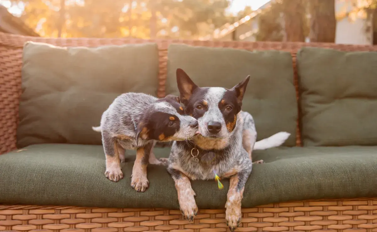  Todos los números son aproximados. Consulta con tu veterinario si tienes dudas.