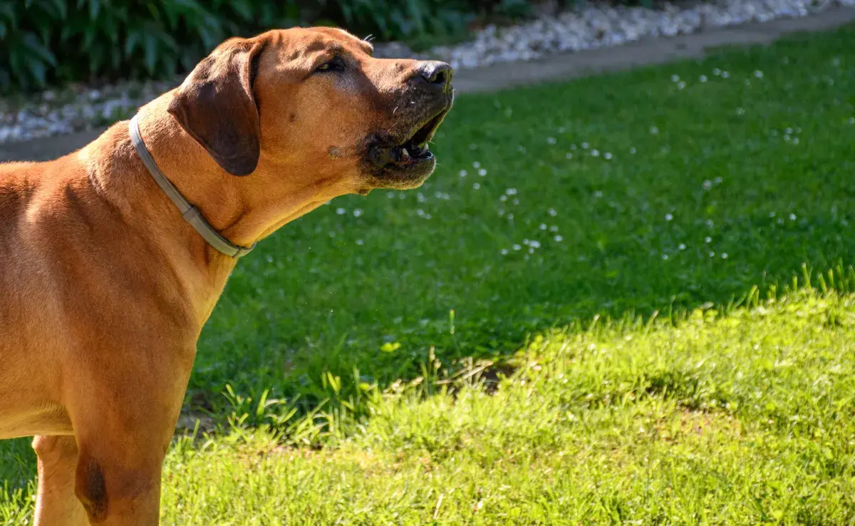 Los perros ladran a la nada gracias al alcance de sus sentidos
