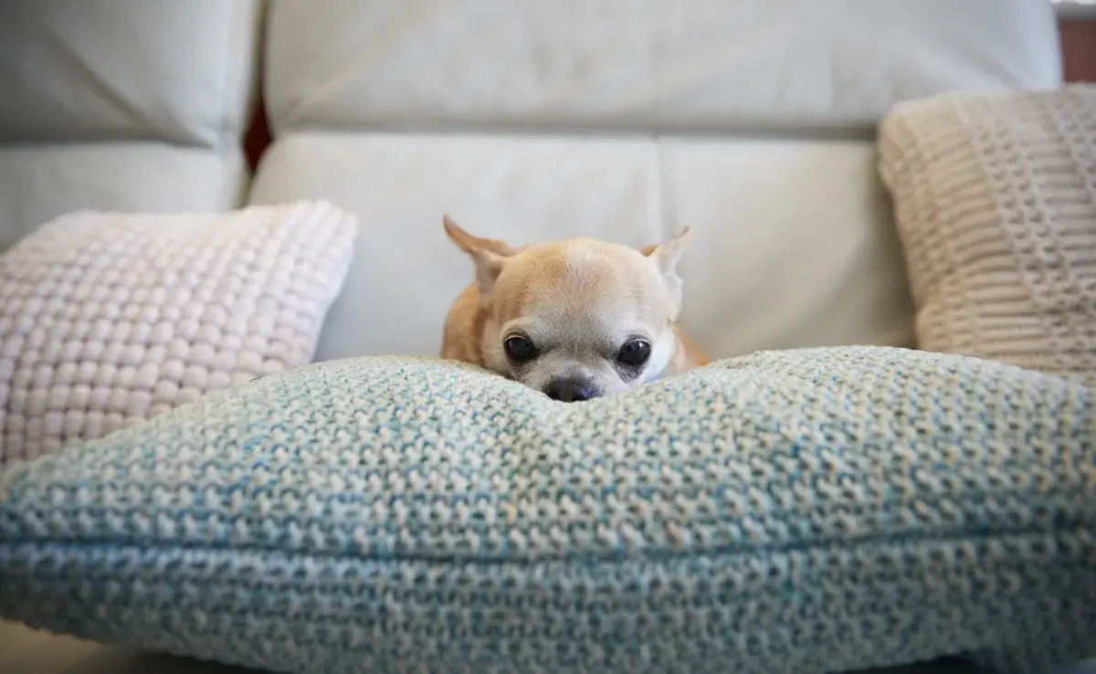  10 razas de perros ideales para departamentos o casas pequeñas.