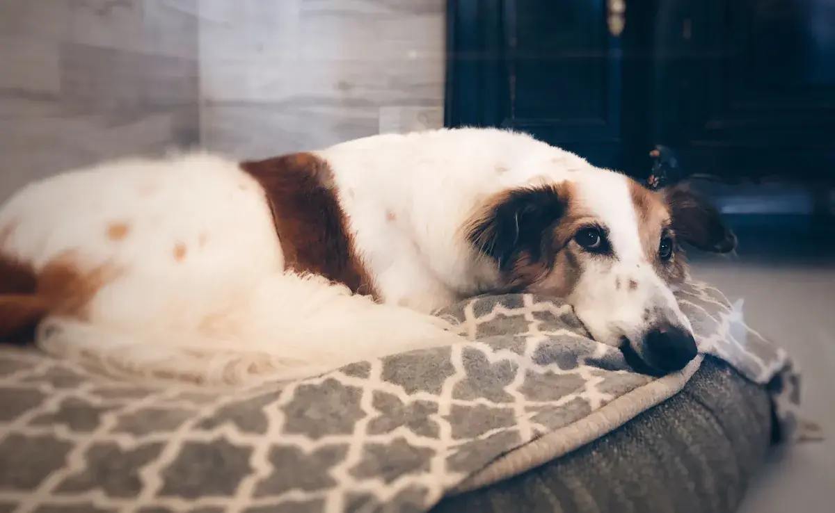 Así puedes hacer una cama para perro grande en casa