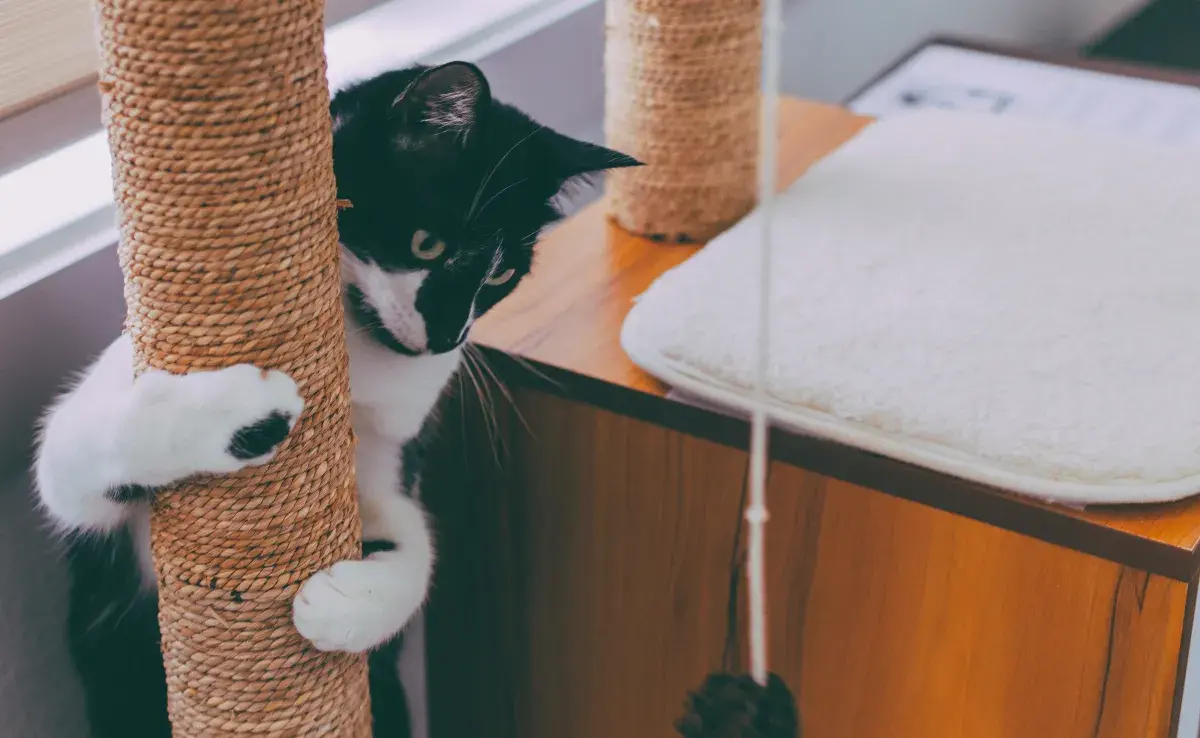 Una vez que los gatos rascan, designan lugares muy específicos para hacerlo.