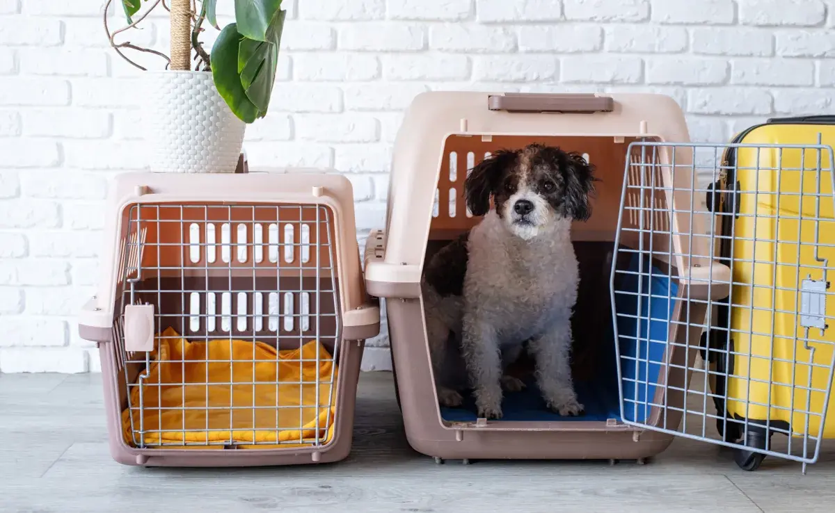 Qué debes considerar para elegir la mejor transportadora para perros.