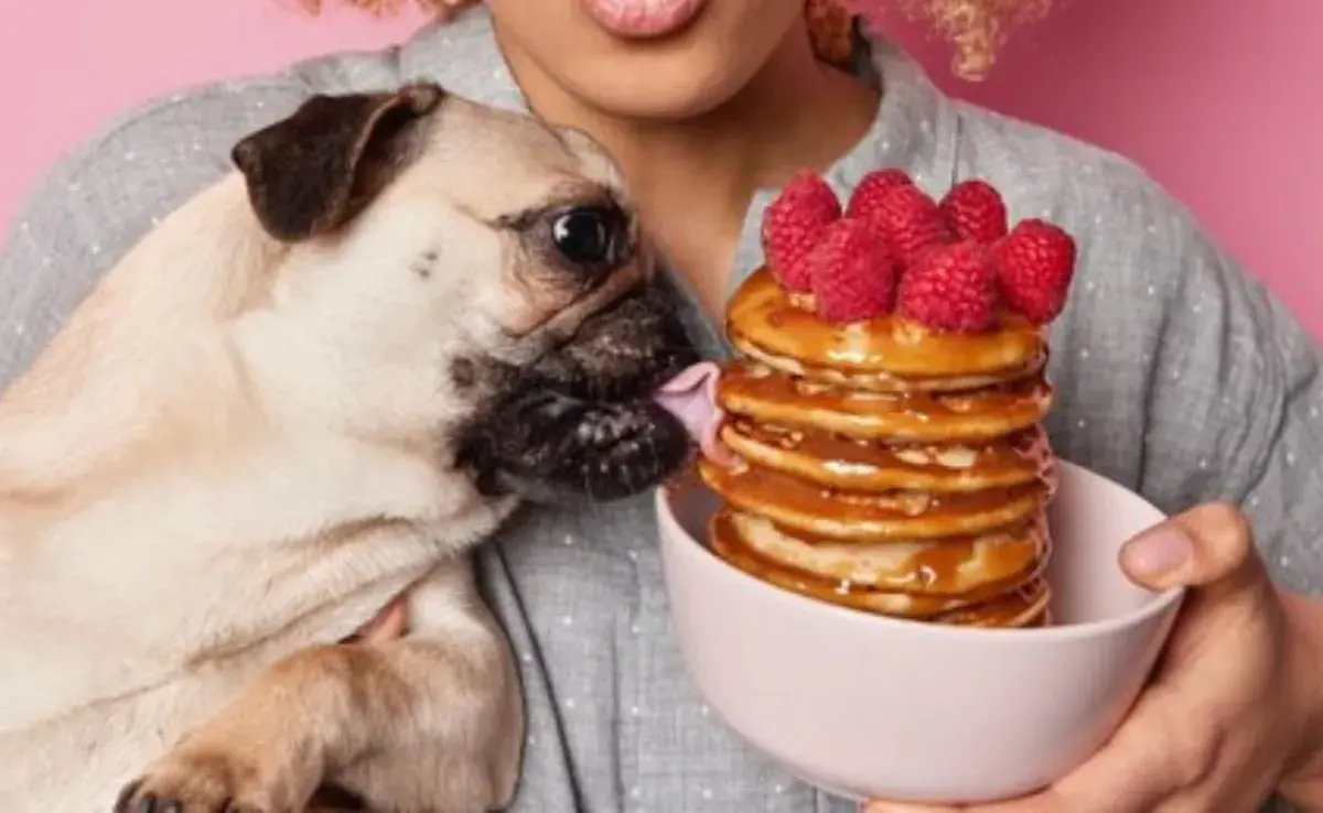 4 cosas incorrectas que todo tutor hace y que pueden provocar diabetes al perro