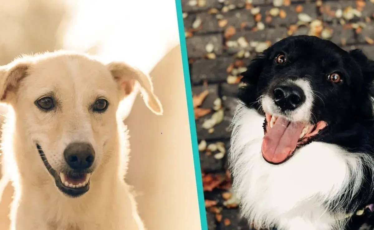 5 palabras que hacen feliz a tu perro