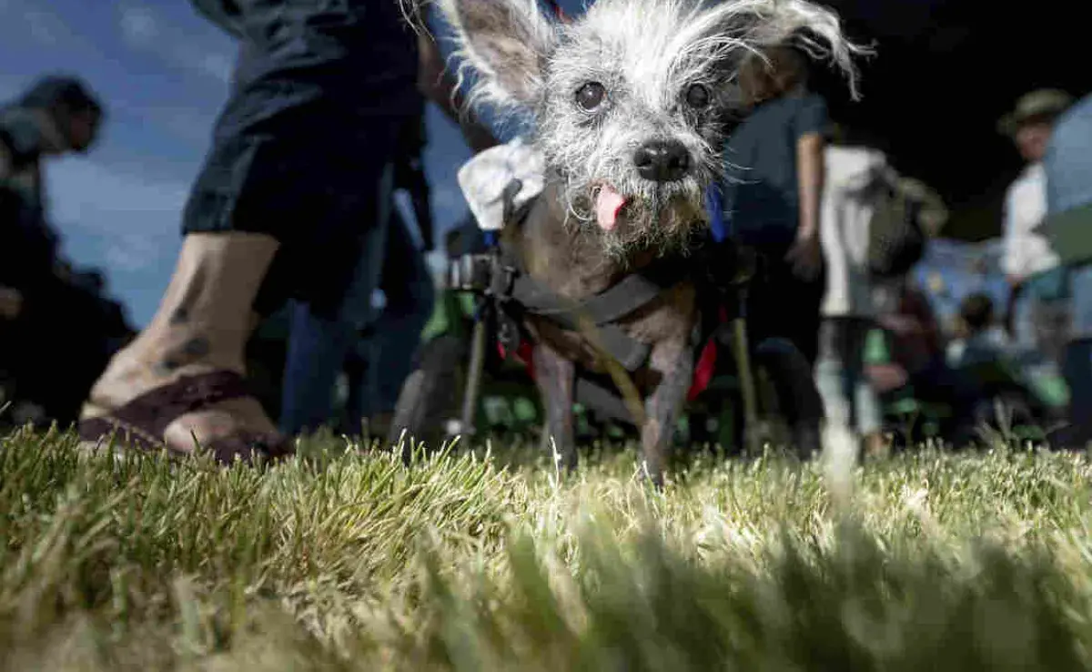 Esta es la raza de perros considerada la más fea