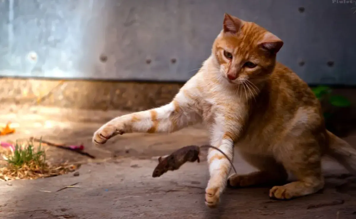 No puedes evitar que los gatos depreden pequeñas presas, pero sí puedes redireccionar esta energía a jugar en lugar de cazar
