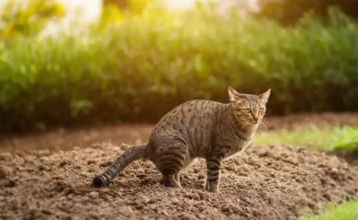 Si los remedios caseros para la diarrea de tu gato no funcionan dentro de las 48 horas o si se desarrollan o empeoran otros síntomas, llama a tu veterinario