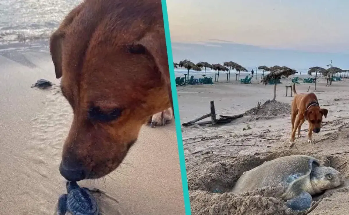 Solovino es el perrito protector que se asegura que las tortugas lleguen al mar
