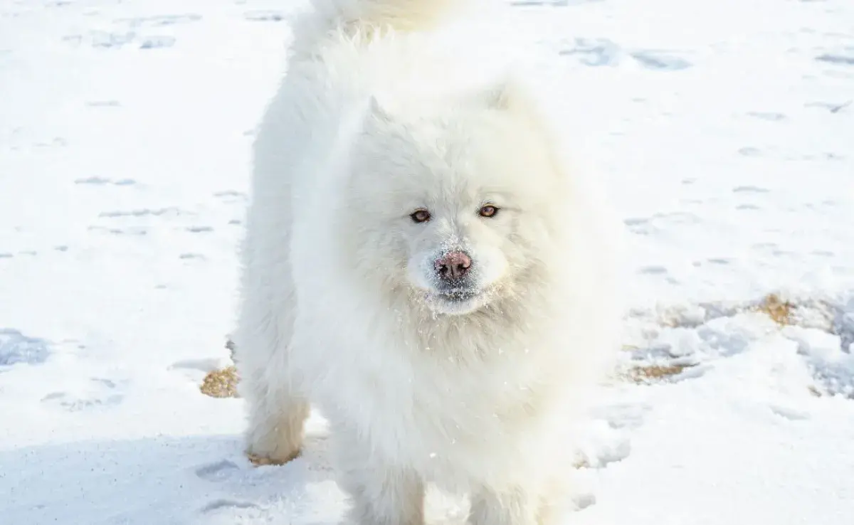 10 curiosidades del perro Samoyedo