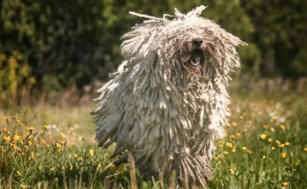 7 razas de perros que son físicamente inusuales