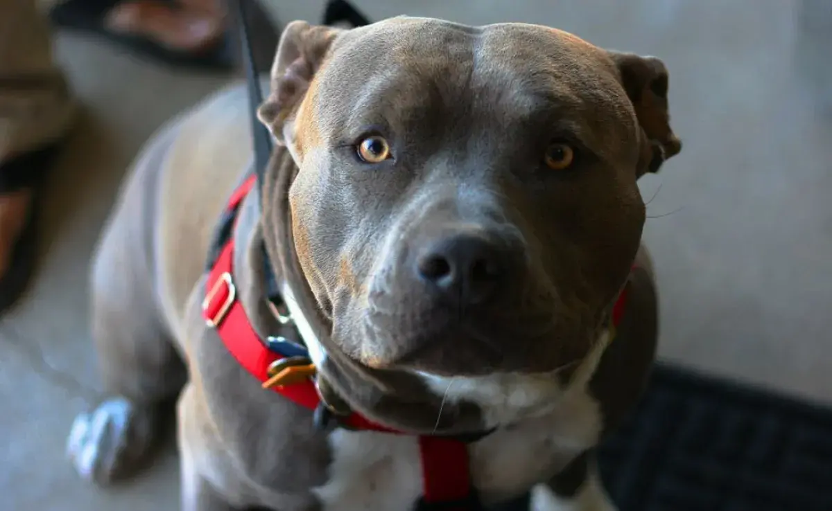 Consejos para adiestrar a un pitbull