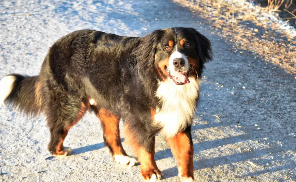 Perro San Bernardo; todo lo que hay que saber antes de adoptarlo