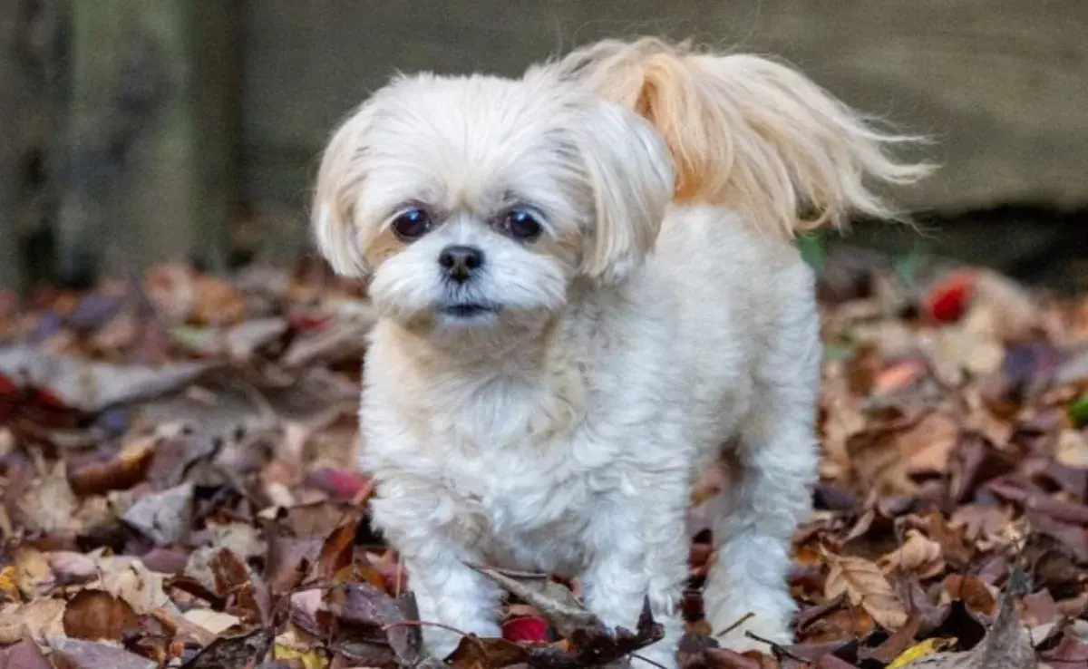 Resultante de la mezclilla de un Shih Tzu y un Poodle.