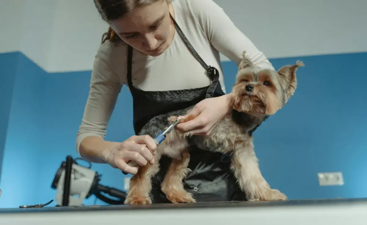 Pero no olvides que cortar las uñas de tu perro es un procedimiento simple si se hace correctamente.