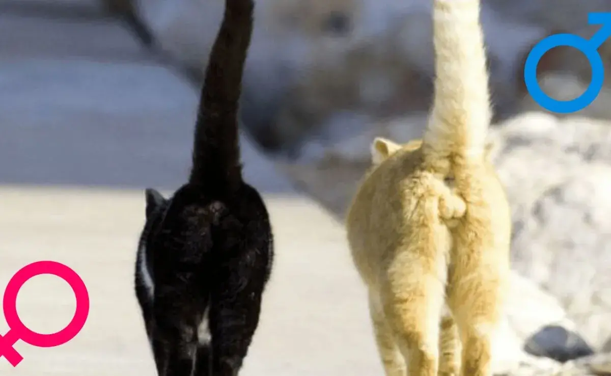8 diferencias entre gatos machos y hembras
