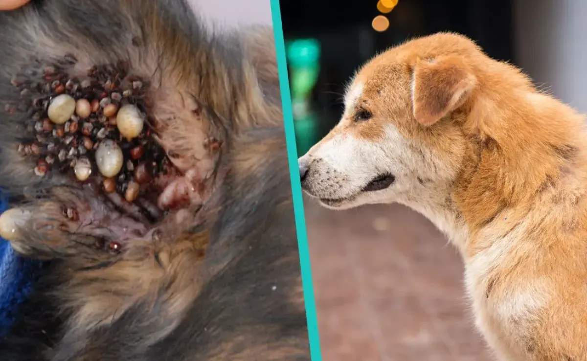 Cómo quitarle las garrapatas a tu perro; el truco infalible de los expertos