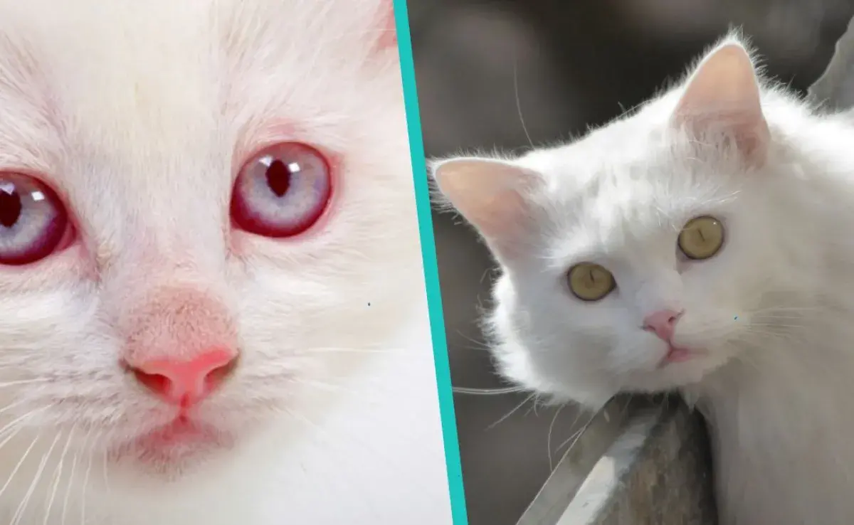 Cómo saber si mi gato es albino o un gato blanco
