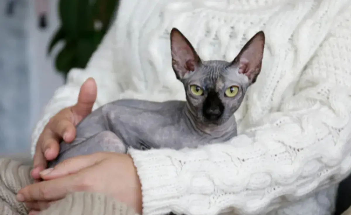  La inteligencia de los gatos está relacionada con su interacción con otras especies