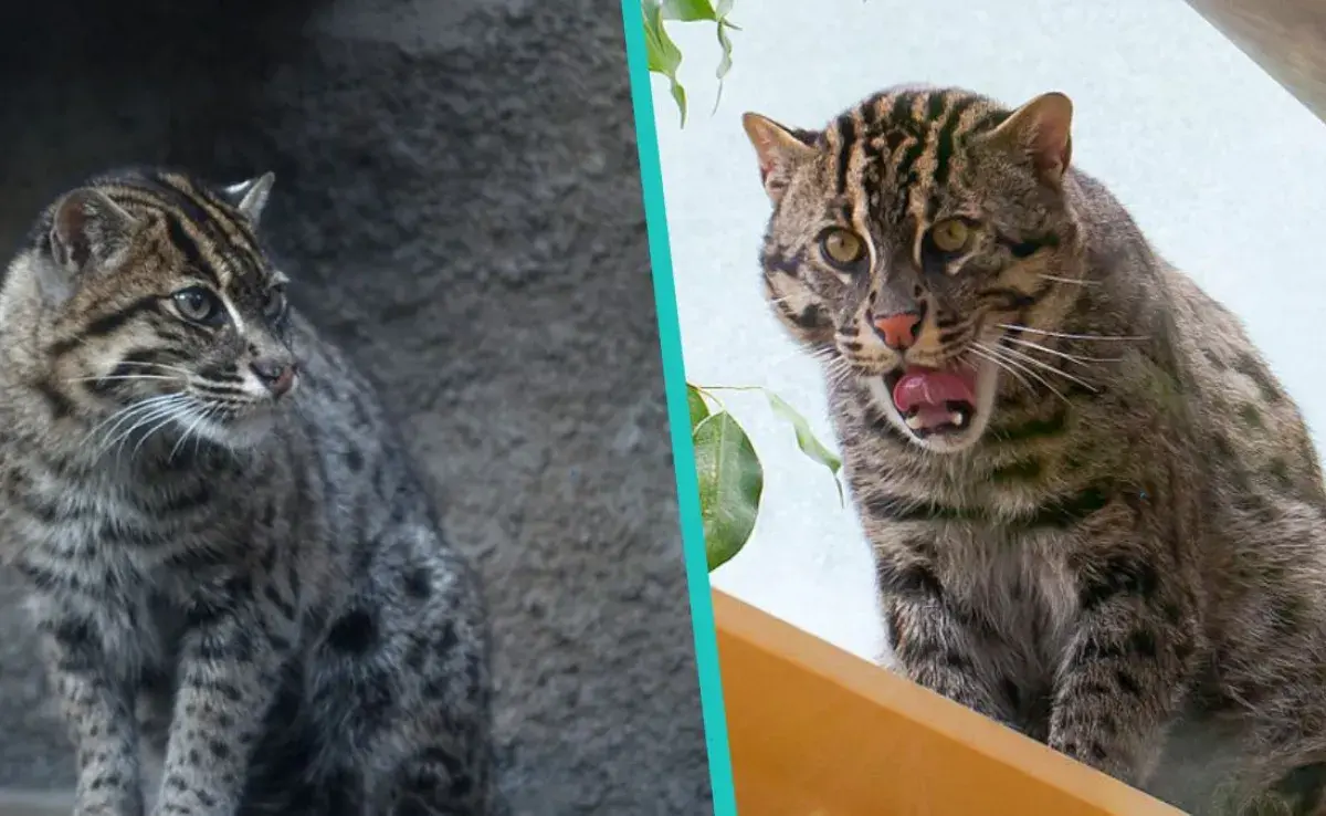 Breve radiografía de los gatos pescadores